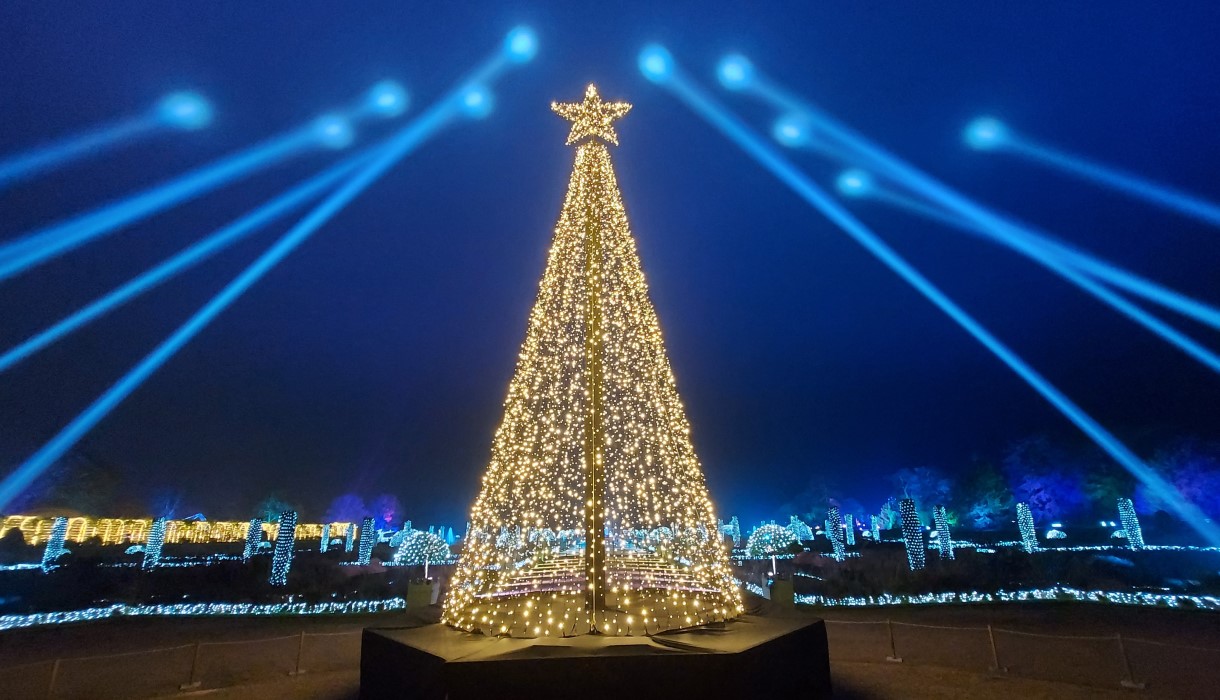 Trentham Christmas Tree